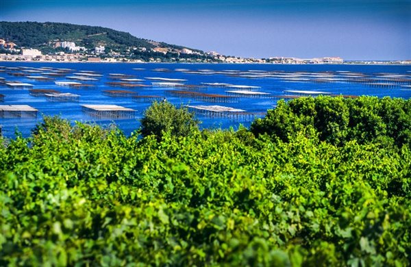 L’Étang de Thau, le plus grand lac du Languedoc