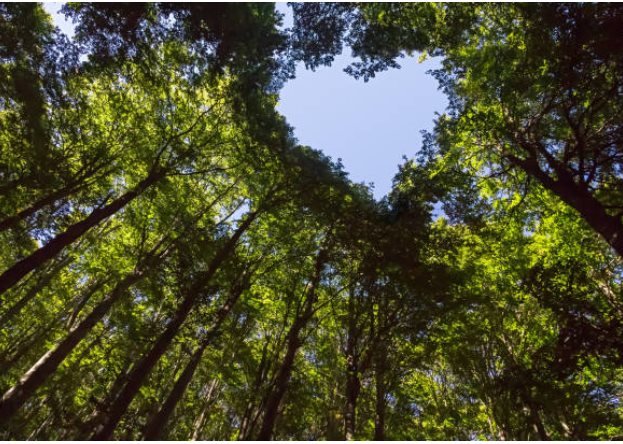 forest walk france lovers break